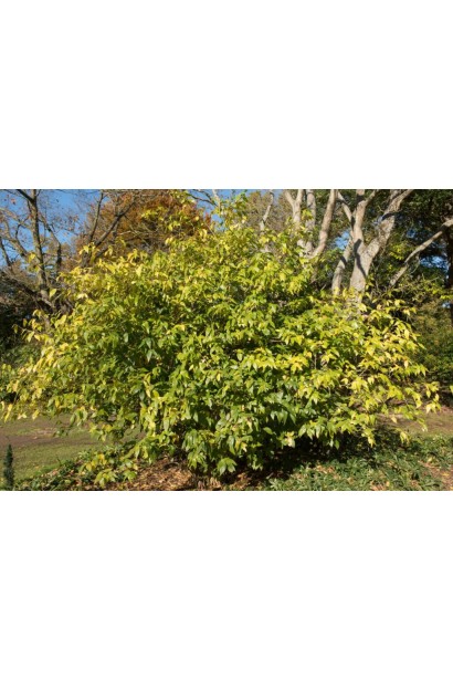 Хімонант ранній у дорослому віці 